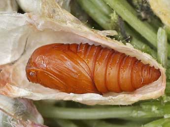  Chrysalide de Epinotia dalmatana Rbl - �Lionel Taurand