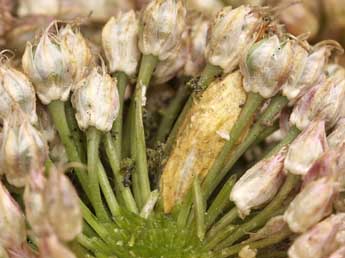  Chrysalide de Epinotia dalmatana Rbl - �Lionel Taurand