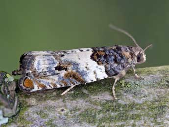 Gypsonoma dealbana Fr�l. adulte - �Patrick Clement