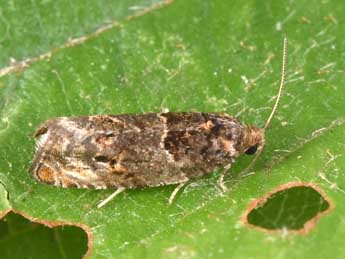 Gypsonoma dealbana Fr�l. adulte - �Philippe Mothiron