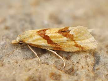 Aethes deaurana H. Peyer. adulte - �Lionel Taurand