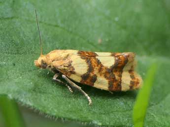 Aethes decimana D. & S. adulte - �Jean-Pierre Lamoline