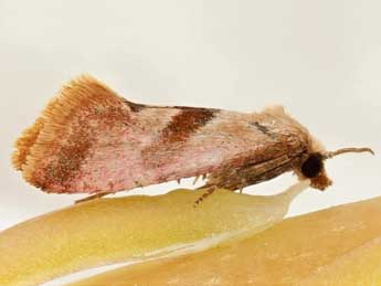 &copy;Friedmar Graf. Falseuncaria degreyana McLachlan