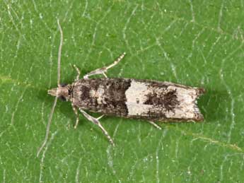 Epinotia demarniana Fisch. adulte - �Philippe Mothiron