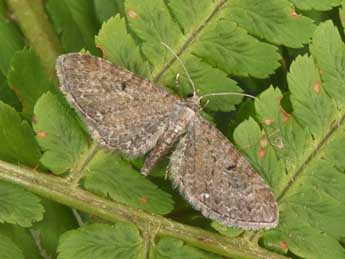 Eupithecia denotata Hb. adulte - �Philippe Mothiron
