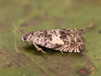 Cydia derrai Pr�se adulte - �Lionel Taurand