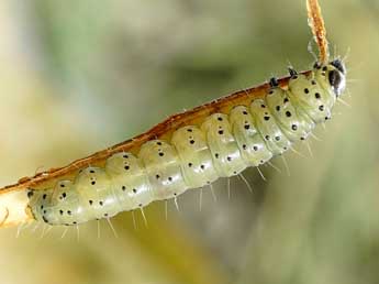  Chenille de Hedya dimidiana Cl. - �Friedmar Graf