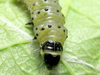  Chenille de Hedya dimidiana Cl. - �Friedmar Graf