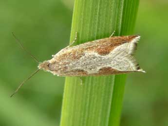 Ancylis diminutana Hw. adulte - �Jean-Pierre Lamoline