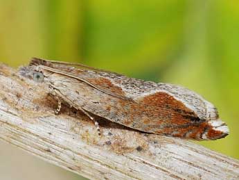 Ancylis diminutana Hw. adulte - �Friedmar Graf