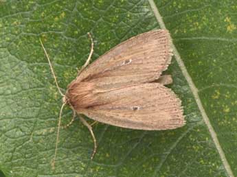 Archanara dissoluta Tr. adulte - �Philippe Mothiron