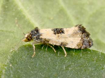 Neocochylis dubitana Hb. adulte - �Philippe Mothiron