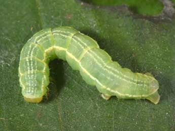  Chenille de Triphosa dubitata L. - �Philippe Mothiron