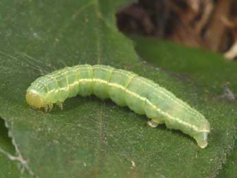  Chenille de Triphosa dubitata L. - �Philippe Mothiron