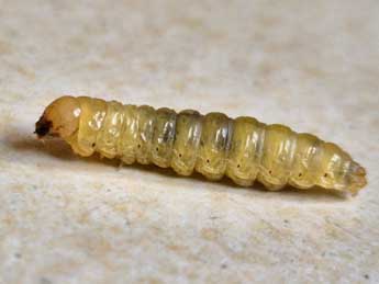  Chenille de Luperina dumerilii Dup. - �C�line Le Bras