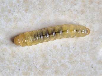  Chenille de Luperina dumerilii Dup. - �C�line Le Bras