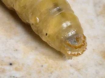  Chenille de Luperina dumerilii Dup. - �C�line Le Bras