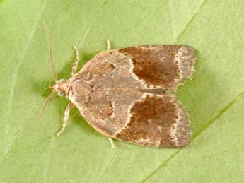 Clepsis dumicolana Z. adulte - �Philippe Mothiron