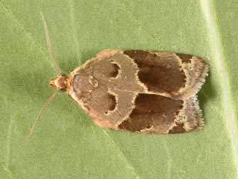 Clepsis dumicolana Z. adulte - �Philippe Mothiron