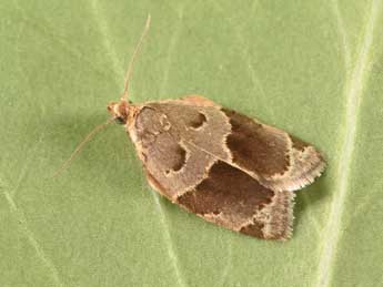 Clepsis dumicolana Z. adulte - �Philippe Mothiron