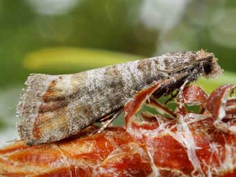 Rhyacionia duplana Hb. adulte - �Friedmar Graf