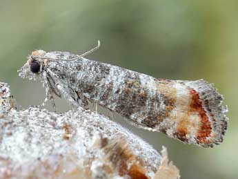 &copy;Friedmar Graf. Rhyacionia duplana Hb.