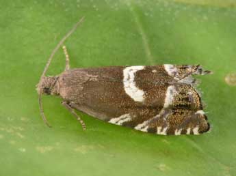 Cydia duplicana Zett. adulte - �Philippe Mothiron