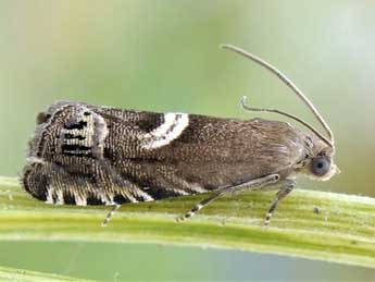 Cydia duplicana Zett. adulte - �Friedmar Graf