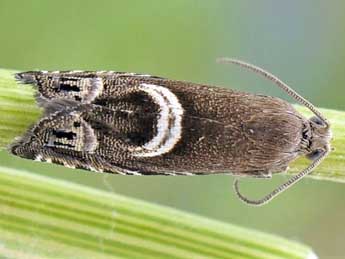 Cydia duplicana Zett. adulte - �Friedmar Graf