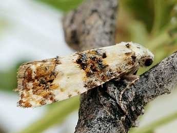 Phtheochroa duponchelana Dup. adulte - �Friedmar Graf