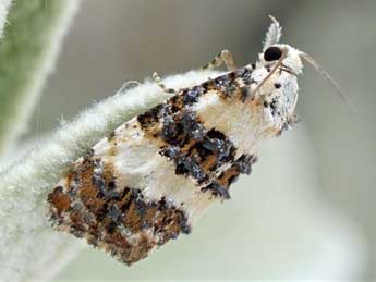 Phtheochroa duponchelana Dup. adulte - �Friedmar Graf