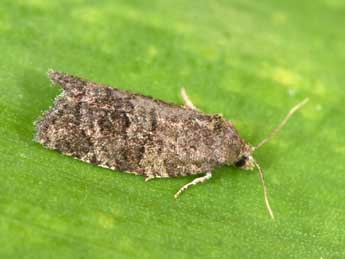 Cnephasia ecullyana R�al adulte - �Philippe Mothiron