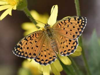 Fabriciana elisa God. adulte - �Jasques Schaaf