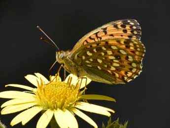 Fabriciana elisa God. adulte - �Jasques Schaaf