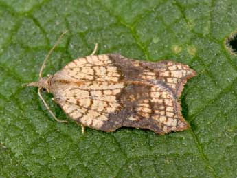 Acleris emargana F. adulte - �Philippe Mothiron