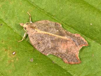 Acleris emargana F. adulte - �Philippe Mothiron