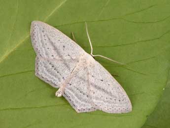 Scopula emutaria Hb. adulte - �Philippe Mothiron