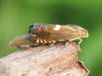 Pammene epanthista Meyrick adulte - �Ruben Meert