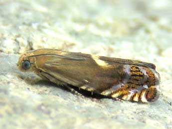 Pammene epanthista Meyrick adulte - �Ruben Meert