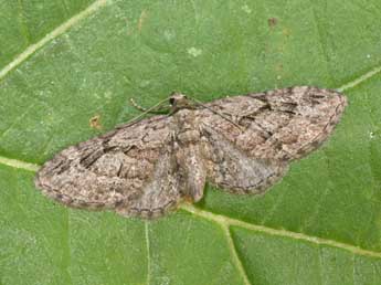 Eupithecia ericeata Rbr adulte - �Philippe Mothiron