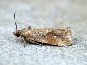 Endothenia ericetana Humph. & Westw. adulte - �Nicole Lepertel