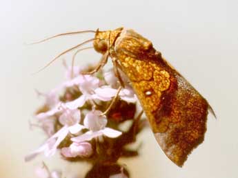 Anomis flava F. adulte - �Bruno Lambert