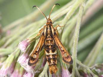 Chamaesphecia euceraeformis O. adulte - �Philippe Mothiron