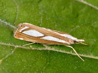 Catoptria europaeica Bles. adulte - �Philippe Mothiron