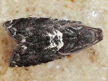 &copy;Friedmar Graf. Cydia exquisitana Rbl