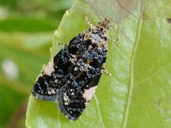 Argyroploce externa Ev. adulte - �Friedmar Graf