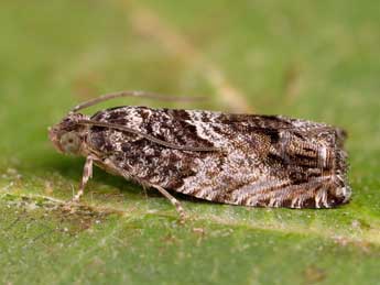 Cydia fagiglandana Z. adulte - �Lionel Taurand