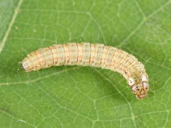  Chenille de Acrobasis fallouella Rag. - �Philippe Mothiron