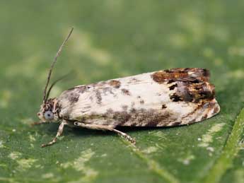 Pammene fasciana L. adulte - �Lionel Taurand