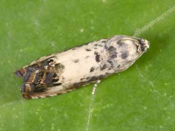 Pammene fasciana L. adulte - �Philippe Mothiron